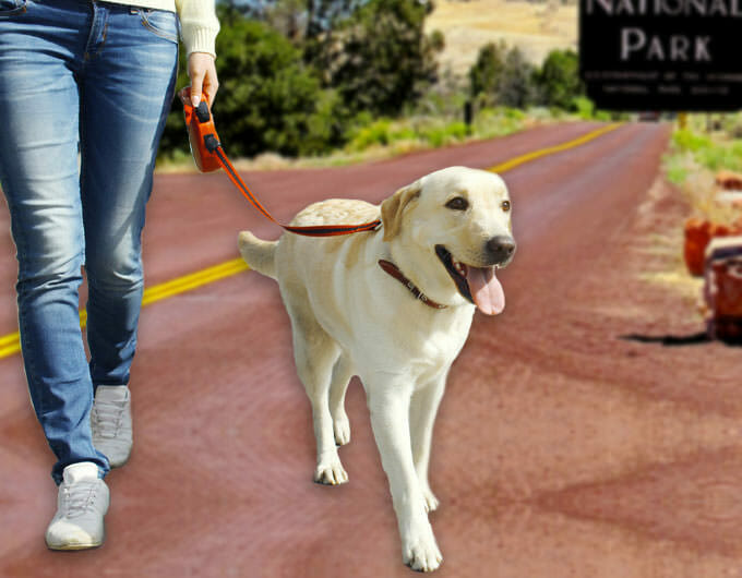 What to know about pets in Zion National Park