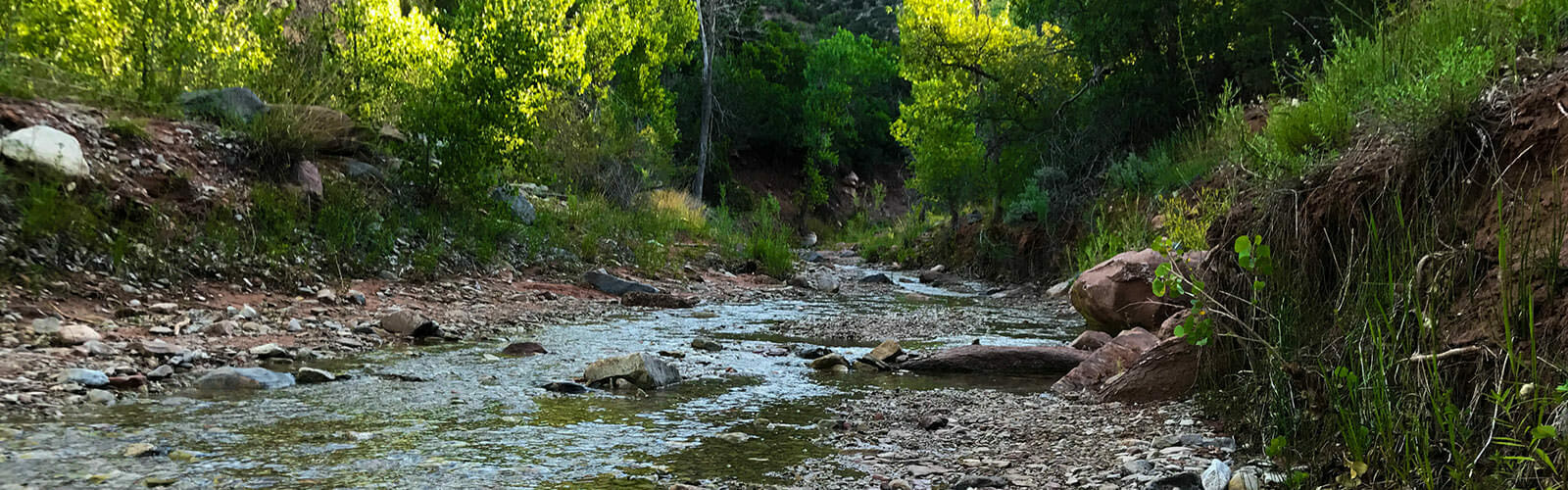 taylors creek trail in southern Utah