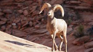 Bighorn Sheep in Zion National Park