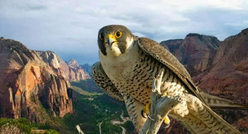 Peregrine Falcon nesting at Zion National Park