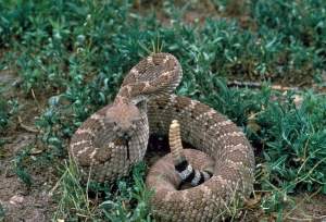 Wildlife of Zion National Park rattlesnakes