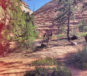 Bighorn sheep in Zion National Park