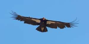 California condor in Zion National Park