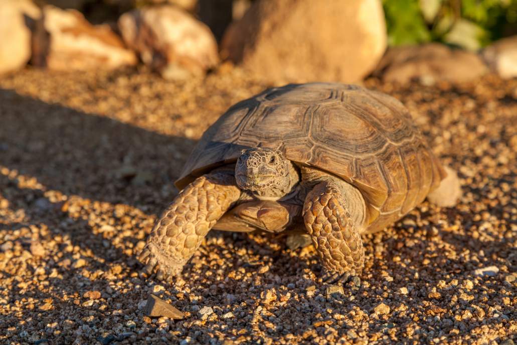 Desert Tortoise wildlife of Zion National Park